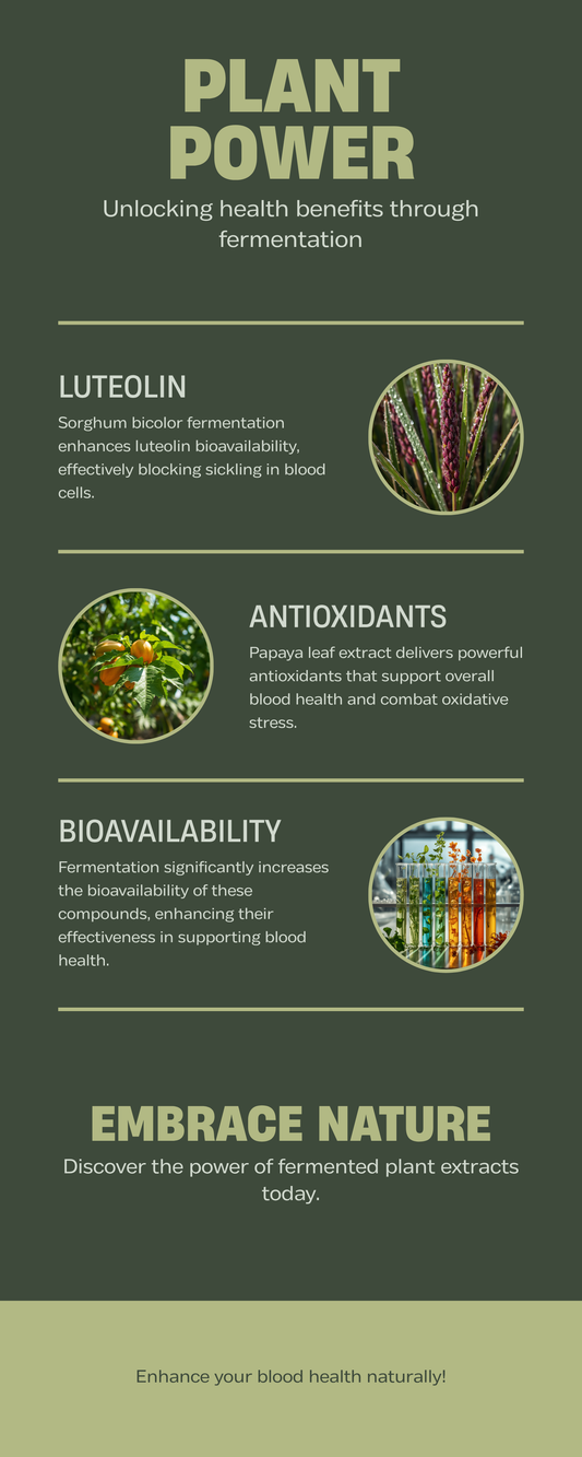 Fermented plant extracts for blood health — sorghum bicolor and papaya leaf fermentation process and bioavailability
