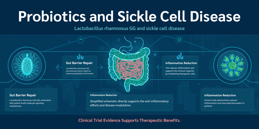 Probiotics and sickle cell disease — key strains, gut barrier repair and inflammation reduction infographic
