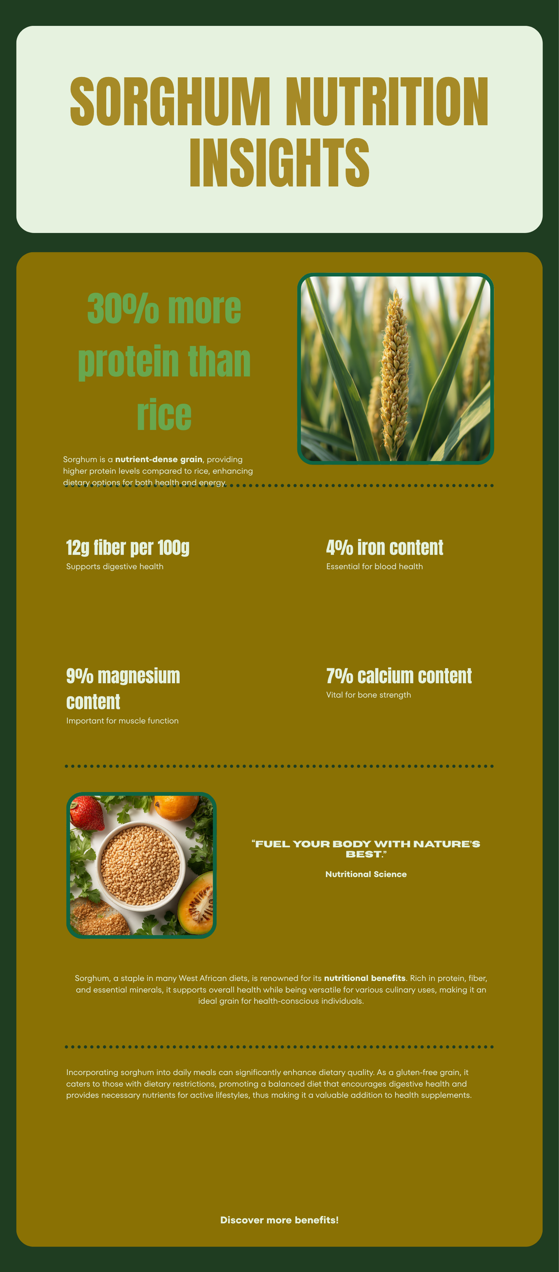 Sorghum bicolor botanical infographic showing antisickling properties and nutritional benefits