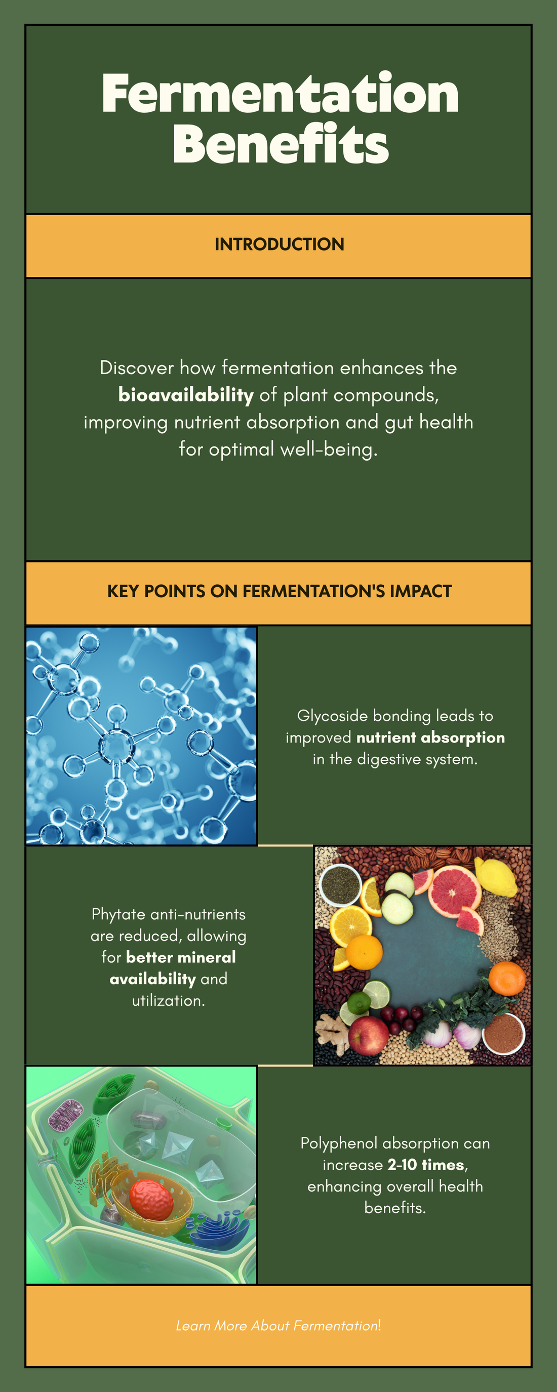 How fermentation increases bioavailability of plant compounds — glycoside breakdown, phytate reduction, polyphenol absorption infographic