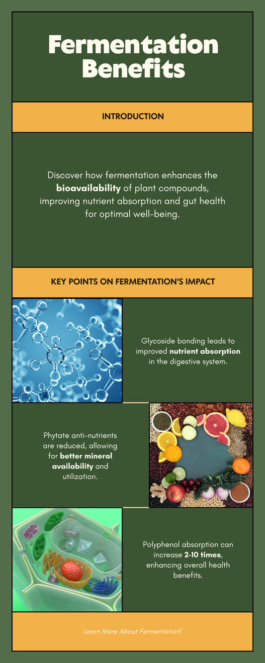 How fermentation increases bioavailability of plant compounds — glycoside breakdown, phytate reduction, polyphenol absorption infographic